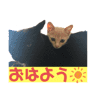白山家の猫達1（個別スタンプ：13）