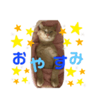 白山家の猫達1（個別スタンプ：14）