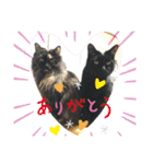 白山家の猫達1（個別スタンプ：15）