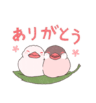 さくらもちもち文鳥（個別スタンプ：16）