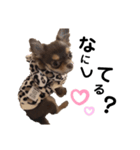 うにちゃんすたんぷ4（個別スタンプ：1）
