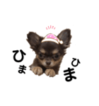 うにちゃんすたんぷ4（個別スタンプ：4）