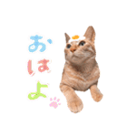 ちびちゃん実写ねこスタンプ（個別スタンプ：1）