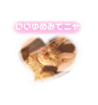 ちびちゃん実写ねこスタンプ（個別スタンプ：2）