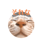 ちびちゃん実写ねこスタンプ（個別スタンプ：3）