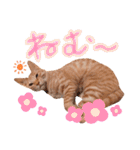 ちびちゃん実写ねこスタンプ（個別スタンプ：4）
