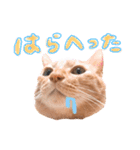 ちびちゃん実写ねこスタンプ（個別スタンプ：5）
