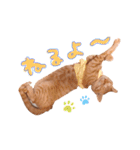 ちびちゃん実写ねこスタンプ（個別スタンプ：6）