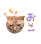 ちびちゃん実写ねこスタンプ（個別スタンプ：8）