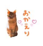 ちびちゃん実写ねこスタンプ（個別スタンプ：9）