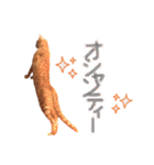 ちびちゃん実写ねこスタンプ（個別スタンプ：10）