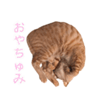 ちびちゃん実写ねこスタンプ（個別スタンプ：11）