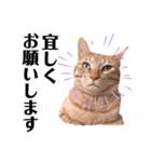 ちびちゃん実写ねこスタンプ（個別スタンプ：12）