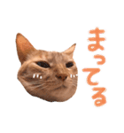 ちびちゃん実写ねこスタンプ（個別スタンプ：13）