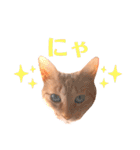 ちびちゃん実写ねこスタンプ（個別スタンプ：14）