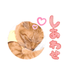 ちびちゃん実写ねこスタンプ（個別スタンプ：15）