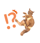 ちびちゃん実写ねこスタンプ（個別スタンプ：16）