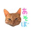 ちびちゃん実写ねこスタンプ（個別スタンプ：17）