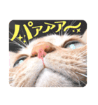 ちびちゃん実写ねこスタンプ（個別スタンプ：20）