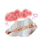 ちびちゃん実写ねこスタンプ（個別スタンプ：21）