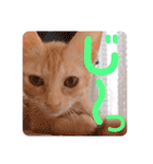 ちびちゃん実写ねこスタンプ（個別スタンプ：22）