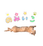 ちびちゃん実写ねこスタンプ（個別スタンプ：24）