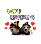 クレアファミリー②（個別スタンプ：13）
