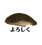 淡水魚スタンプ3（個別スタンプ：7）
