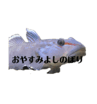 淡水魚スタンプ3（個別スタンプ：12）