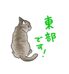 ローカルな猫（個別スタンプ：7）