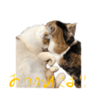 茶白猫と三毛猫の写真スタンプ4（個別スタンプ：1）