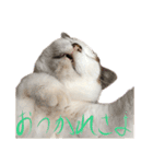 茶白猫と三毛猫の写真スタンプ4（個別スタンプ：2）