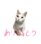 茶白猫と三毛猫の写真スタンプ4（個別スタンプ：3）