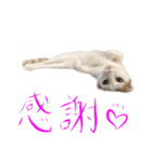 茶白猫と三毛猫の写真スタンプ4（個別スタンプ：4）