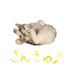 茶白猫と三毛猫の写真スタンプ4（個別スタンプ：5）