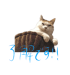 茶白猫と三毛猫の写真スタンプ4（個別スタンプ：6）