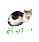 茶白猫と三毛猫の写真スタンプ4（個別スタンプ：7）