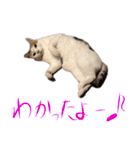 茶白猫と三毛猫の写真スタンプ4（個別スタンプ：8）