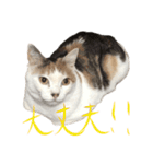 茶白猫と三毛猫の写真スタンプ4（個別スタンプ：9）