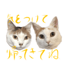 茶白猫と三毛猫の写真スタンプ4（個別スタンプ：11）