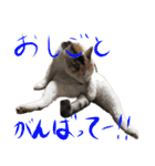 茶白猫と三毛猫の写真スタンプ4（個別スタンプ：12）