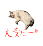 茶白猫と三毛猫の写真スタンプ4（個別スタンプ：16）