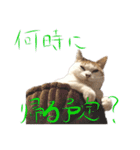 茶白猫と三毛猫の写真スタンプ4（個別スタンプ：17）