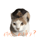 茶白猫と三毛猫の写真スタンプ4（個別スタンプ：18）