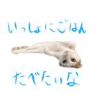 茶白猫と三毛猫の写真スタンプ4（個別スタンプ：19）