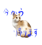 茶白猫と三毛猫の写真スタンプ4（個別スタンプ：20）