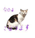茶白猫と三毛猫の写真スタンプ4（個別スタンプ：21）