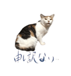 茶白猫と三毛猫の写真スタンプ4（個別スタンプ：23）