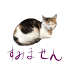 茶白猫と三毛猫の写真スタンプ4（個別スタンプ：25）