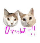 茶白猫と三毛猫の写真スタンプ4（個別スタンプ：27）